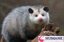 Humane Possum Removal Burwood logo